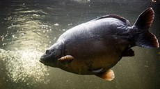 Kapr v akváriu v ZOO Chleby Kapr v akváriu v ZOO Chleby
