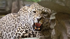 Levhart perský v ZOO Jihlava Levhart perský v ZOO Jihlava