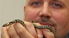 Po třech dnech pátrání si užovky všiml zaměstnanec Kauflandu Pavel Kunc. Pak už... Po třech dnech pátrání si užovky všiml zaměstnanec Kauflandu Pavel Kunc. Pak už...