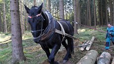 Kůň za šestihodinovou směnu přiblíží kolem 25 kubíků dřeva. Na snímku kočí Jan... Kůň za šestihodinovou směnu přiblíží kolem 25 kubíků dřeva. Na snímku kočí Jan...