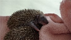 Zachráněný ježek v jinonické záchranné stanici Zachráněný ježek v jinonické záchranné stanici