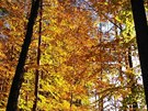 Podzim mezi Dolním Městem a Lipnicí nad Sázavou Podzim mezi Dolním Městem a Lipnicí nad Sázavou