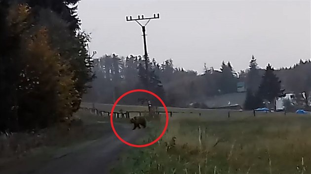 Lidé natočili medvěda ve skiareálu na Trojáku Lidé natočili medvěda ve skiareálu na Trojáku