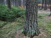 K obnově smrku může docházet přirozeně: strom roste pod clonou mateřských... K obnově smrku může docházet přirozeně: strom roste pod clonou mateřských...