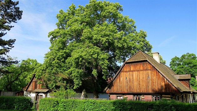 Památná lípa v Perov nad Labem