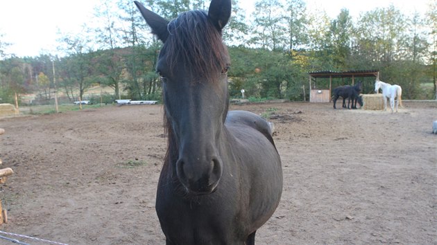 Vbh s koni ve Zbchu u Plzn, kde musela veterinka utratit jednoho podvyivenho a dehydrovanho kon.
