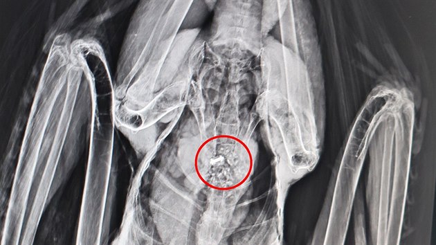Zhadn pedmt, kter zvec zchrani odhalili pi rentgenovn v zavacm traktu zrannho a tce ltajcho orla moskho v jezdu u Chanovic. (28. jna 2018)