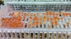 Obyčejná plastová krabička pomohla jablunkovským rybářům jindy téměř prázdné... Obyčejná plastová krabička pomohla jablunkovským rybářům jindy téměř prázdné...