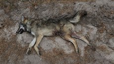 Obětí divokého prasete se stala pravděpodobně mladá vlčice. Obětí divokého prasete se stala pravděpodobně mladá vlčice.