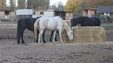 Výběh s koni ve Zbůchu u Plzně, kde musela veterinářka utratit jednoho... Výběh s koni ve Zbůchu u Plzně, kde musela veterinářka utratit jednoho...