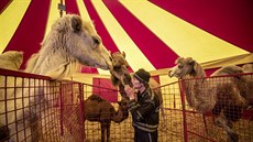 Zaměstnanec cirkusu ve stanu s velbloudy. Zaměstnanec cirkusu ve stanu s velbloudy.