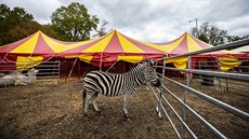 Zebra ve venkovním výbhu.