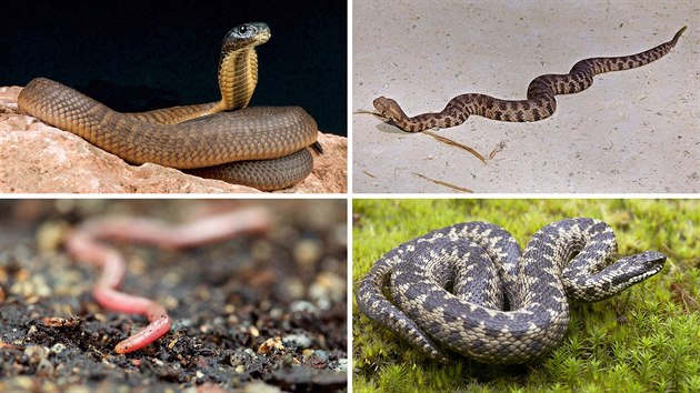 Kobra egyptsk (Naja haje), zmije levantsk (Macrovipera lebetina), slepk naloutl (Xerotyphlops vermicularis) a zmije obecn (Vipera berus)