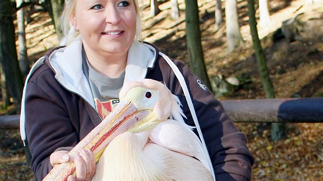 Odchyt pelikn ve dvorsk zoo (31.10.2018).