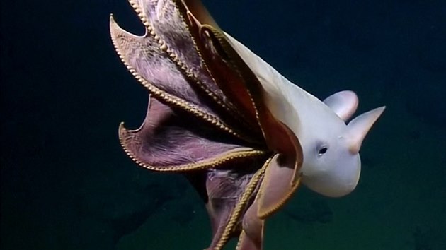VIDEO: V Kalifornii našli vzácnou chobotnici s ušima jako Dumbo z animáku -  iDNES.cz