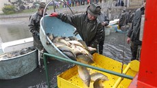 Extrémně horké a suché počasí způsobilo, že ryby jsou oproti jiným rokům menší.... Extrémně horké a suché počasí způsobilo, že ryby jsou oproti jiným rokům menší....
