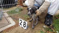 Zvířata byla zanedbaná, nyní je čeká měsíční karanténa v psích útulcích.... Zvířata byla zanedbaná, nyní je čeká měsíční karanténa v psích útulcích....