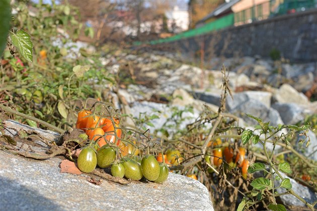 V korytu rostou nejrznjí druhy rajat. jen si vybrat - cherry, keíková i...