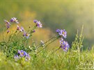 Hvězdnice chlumní (Aster amellus)
PP Kamenný vrch u Kurdějova
21.10.2018
Hvězdnice chlumní je zařazena mezi ohrožené druhy naší květeny a je chráněna i zákonem. Hvězdnice chlumní (Aster amellus)
PP Kamenný vrch u Kurdějova
21.10.2018
Hvězdnice chlumní je zařazena mezi ohrožené druhy naší květeny a je chráněna i zákonem.