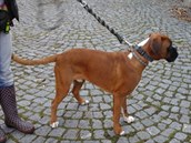 Boxer přijel do Pardubic vlakem z Chocně. Vyzvedla si ho majitelka, která zvíře... Boxer přijel do Pardubic vlakem z Chocně. Vyzvedla si ho majitelka, která zvíře...