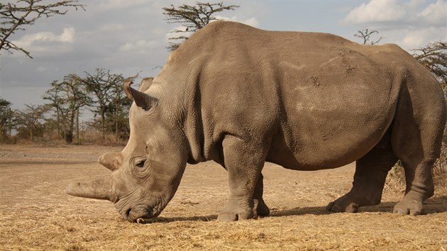 Samice nosoroce severnho blho Najin v kesk rezervaci Ol Pejeta.