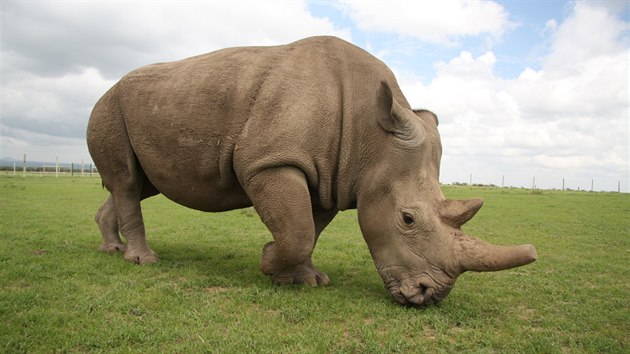 Samice nosoroce severnho blho Fatu v kesk rezervaci Ol Pejeta.