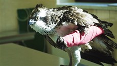 Orlovec říční u nás nežije, jen přelétává naše území při cestě ze severu do... Orlovec říční u nás nežije, jen přelétává naše území při cestě ze severu do...