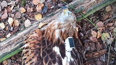 Zabitý luňák červený označený satelitním vysílačem. Zabitý luňák červený označený satelitním vysílačem.