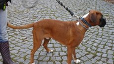 Boxer přijel do Pardubic vlakem z Chocně. Vyzvedla si ho majitelka, která zvíře... Boxer přijel do Pardubic vlakem z Chocně. Vyzvedla si ho majitelka, která zvíře...