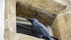 Okna věže radnice v Litovli mají před hnízděním nechtěných holubů nově ochránit... Okna věže radnice v Litovli mají před hnízděním nechtěných holubů nově ochránit...
