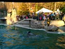 Krmení lachtanů v Zoo Liberec a zebry na sluníčku. Krmení lachtanů v Zoo Liberec a zebry na sluníčku.