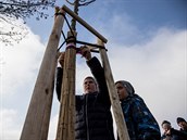 Staré stromy v historické lipové aleji v Radkově na Opavsku v klidu dožijí. Tři... Staré stromy v historické lipové aleji v Radkově na Opavsku v klidu dožijí. Tři...