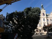 Pardubice a vánoční strom Pardubice a vánoční strom