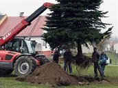 Sedmimetrový jehličnan už pracovníci s pomocí manipulační techniky převezli z... Sedmimetrový jehličnan už pracovníci s pomocí manipulační techniky převezli z...