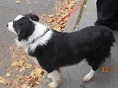 Po odstěhování majitelky, která dlužila na nájmu, zůstali v bytě dva psi -... Po odstěhování majitelky, která dlužila na nájmu, zůstali v bytě dva psi -...