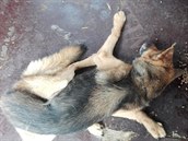 Posoudit stav čtrnáctiletého Rexe předtím, než jej veterinář musel utratit, má... Posoudit stav čtrnáctiletého Rexe předtím, než jej veterinář musel utratit, má...