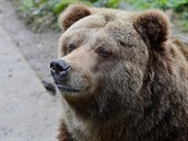 Helga, samice medvěda grizzlyho, která nyní uhynula. Helga, samice medvěda grizzlyho, která nyní uhynula.