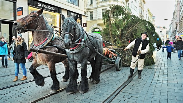 Povoz taen komi pivezl na nmst Svobody vnon strom (17. listopadu 2018).