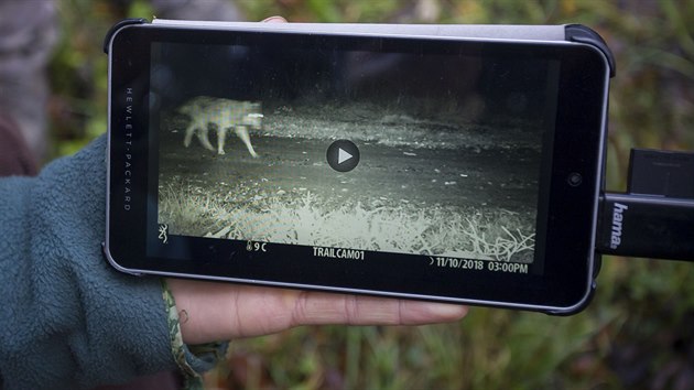 Jedna z fotopast zaznamenala v Beskydech vskyt vlka.
