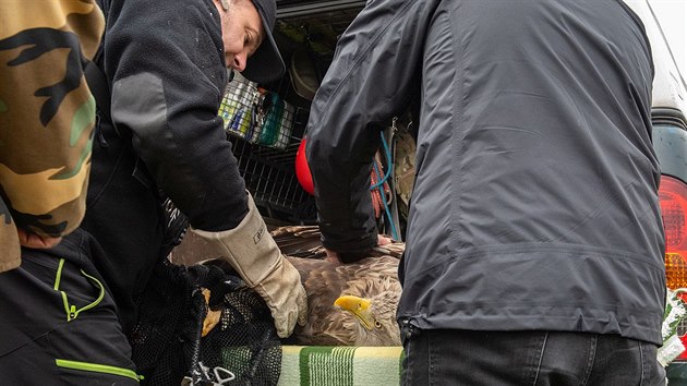 Orel mosk, kterho na konci jna nali zrannho na Klatovsku, je opt voln. Jeho pohyb nyn sleduje vyslaka.