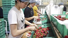 Jahodová farma, Austrálie Jahodová farma, Austrálie