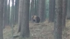 Medvd v oblasti beskydské hory Smrk na Frýdecko-Místecku. (15. listopadu 2018)