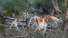 Kahau nosatí v pobeních mangrovech pi odlivu 