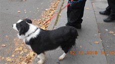 Po odstěhování majitelky, která dlužila na nájmu, zůstali v bytě dva psi -... Po odstěhování majitelky, která dlužila na nájmu, zůstali v bytě dva psi -...