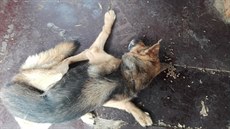 Posoudit stav čtrnáctiletého Rexe předtím, než jej veterinář musel utratit, má... Posoudit stav čtrnáctiletého Rexe předtím, než jej veterinář musel utratit, má...