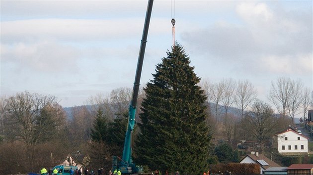 V Rynolticch pokceli strom, kter ozdob adventn trhy na praskm Staromstskm nmst (25. listopadu 2018).