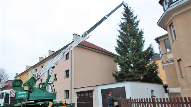 Smrk ztepil pro karlovarsk vnon trhy pokceli pracovnci Sprvy lzeskch park ve Vrchlickho ulici, kde rostl 35 let. Nsledn ho pevezli na tradin msto u vstupu do Smetanovch sad.