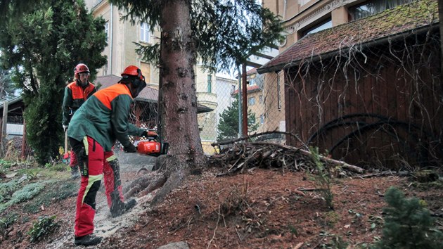 Smrk ztepil pro karlovarsk vnon trhy pokceli pracovnci Sprvy lzeskch park ve Vrchlickho ulici, kde rostl 35 let. Nsledn ho pevezli na tradin msto u vstupu do Smetanovch sad.