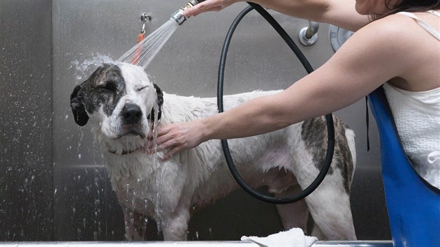 Pi koupn by se psovi nemla dostat voda do u. Ppadn mu ped koupnm dejte do zvukovodu tampony, kter hned po koupeli vythnete.