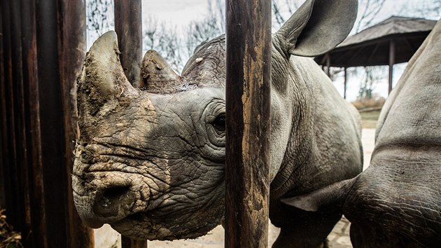 Zoo ve Dvoe Krlov pole nosoroce ern do Rwandy. Na snmku vlevo Jasiri.